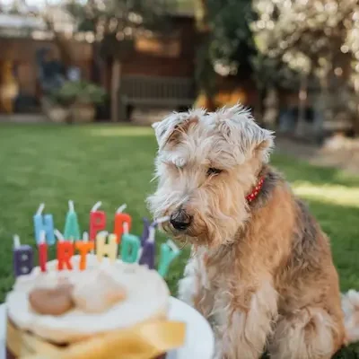 ambiente adecuado para las fiestas para mascotas