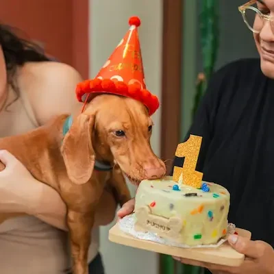 organizacion para una celebracion tranquila de fiestas para mascotas