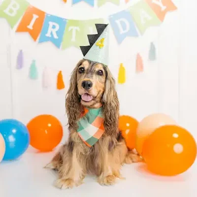 recuerdos fotograficos fiestas para mascotas