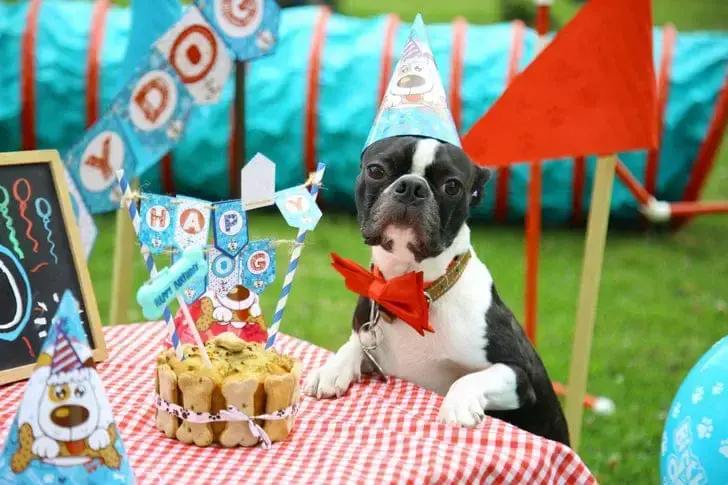 Show Happy Pets fiestas para mascotas