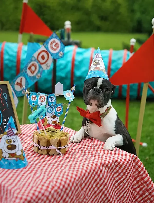 Bienvenidos a nuestra galería de fiestas para tu hijo de 4 patas